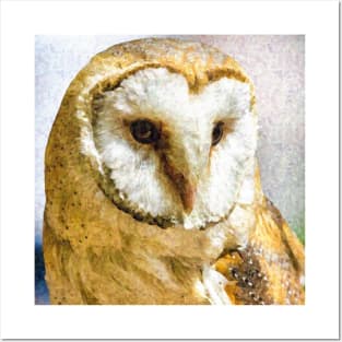 Barn Owl Posters and Art